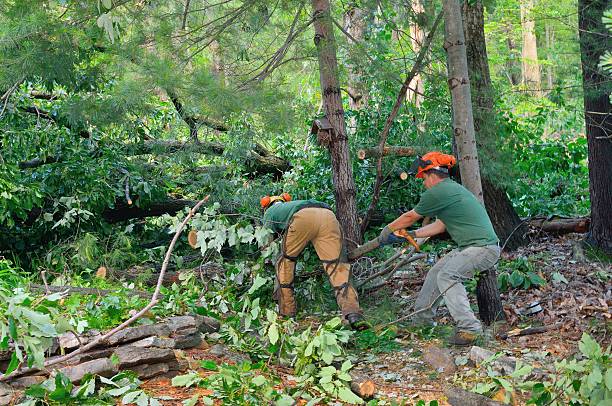 Best Tree Maintenance Programs  in Flint, MI