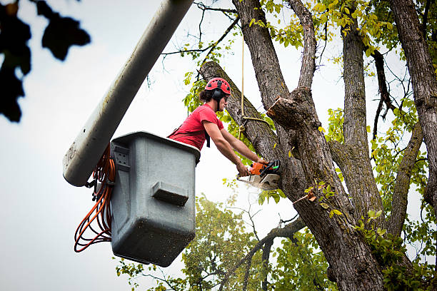 Best Tree Risk Assessment  in Flint, MI